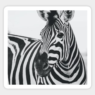 Everyone love zebra Sticker